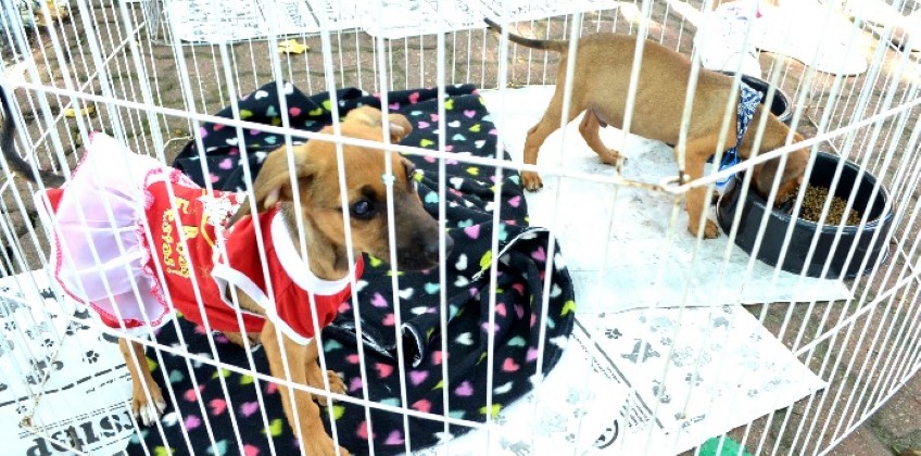Nova Feira de Adoção de cães e gatos será realizada neste sábado em Resende